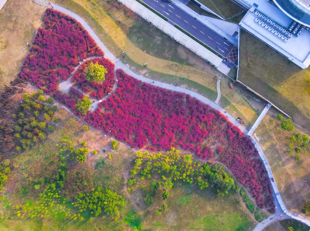 河南，被圈“粉”了！