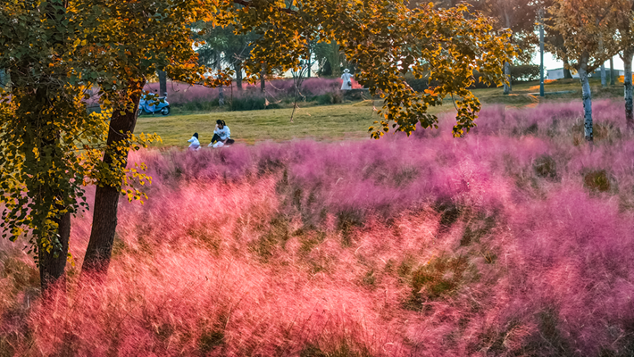 河南，被圈“粉”了！