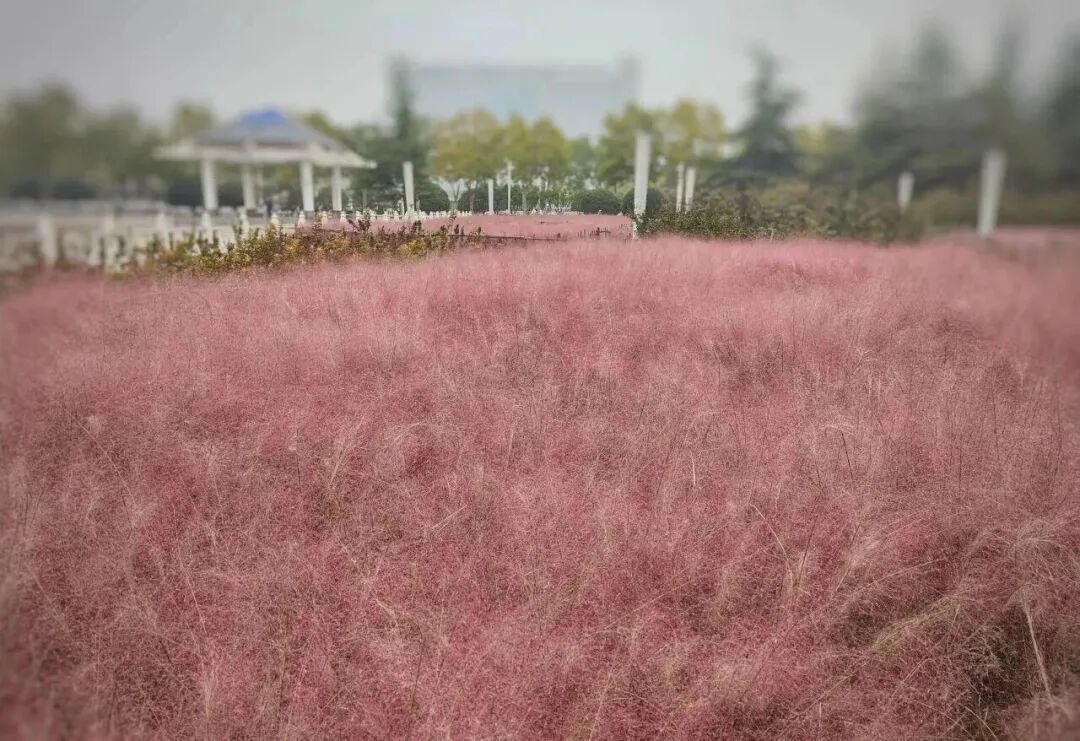 河南，被圈“粉”了！