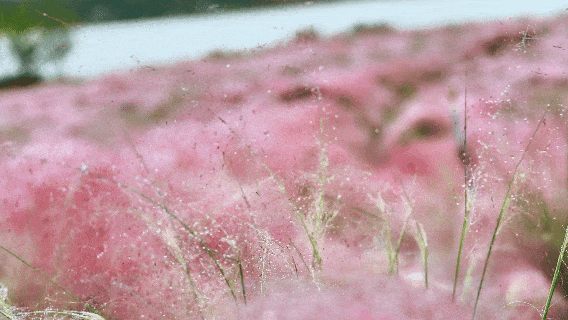 河南，被圈“粉”了！