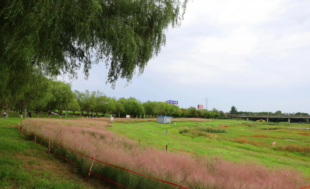 河南，被圈“粉”了！