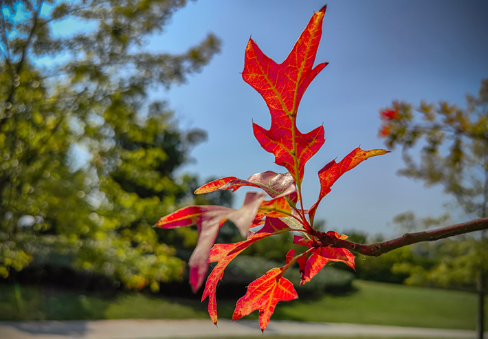 縣區(qū)動(dòng)態(tài) | 秋日晴光好 斑斕入畫來(lái)