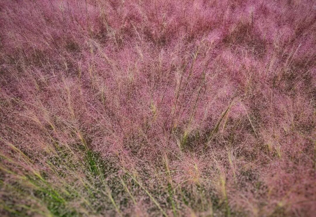 河南，被圈“粉”了！