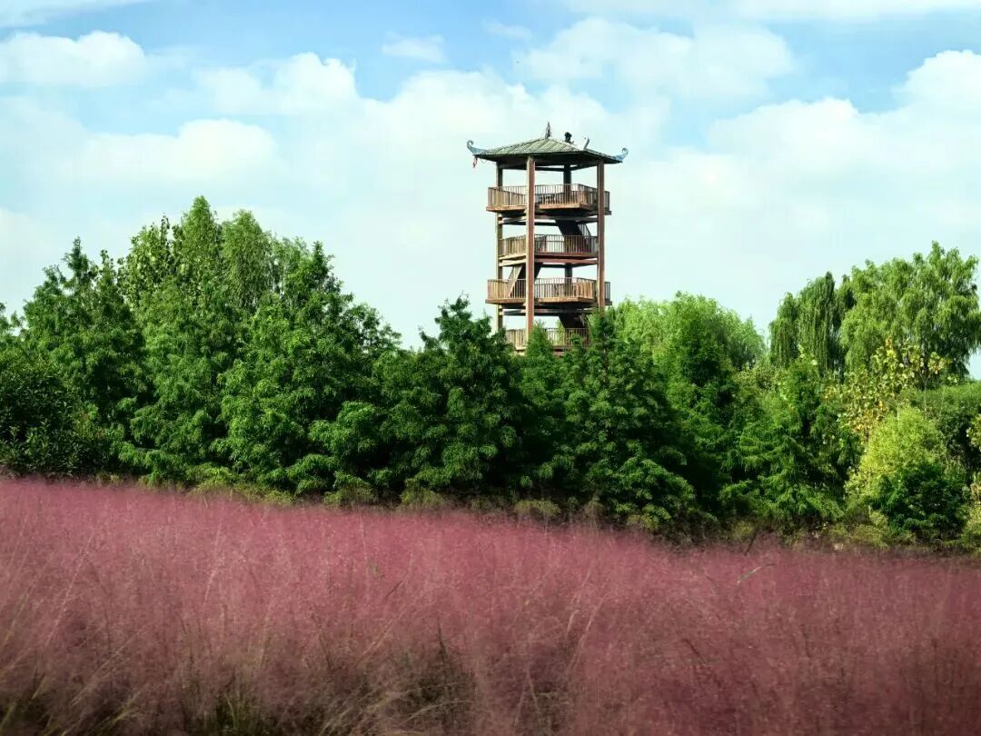 河南，被圈“粉”了！