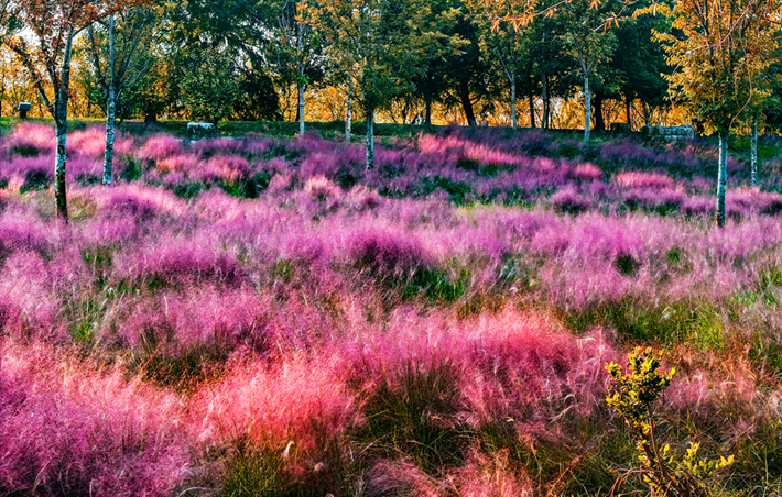 河南，被圈“粉”了！