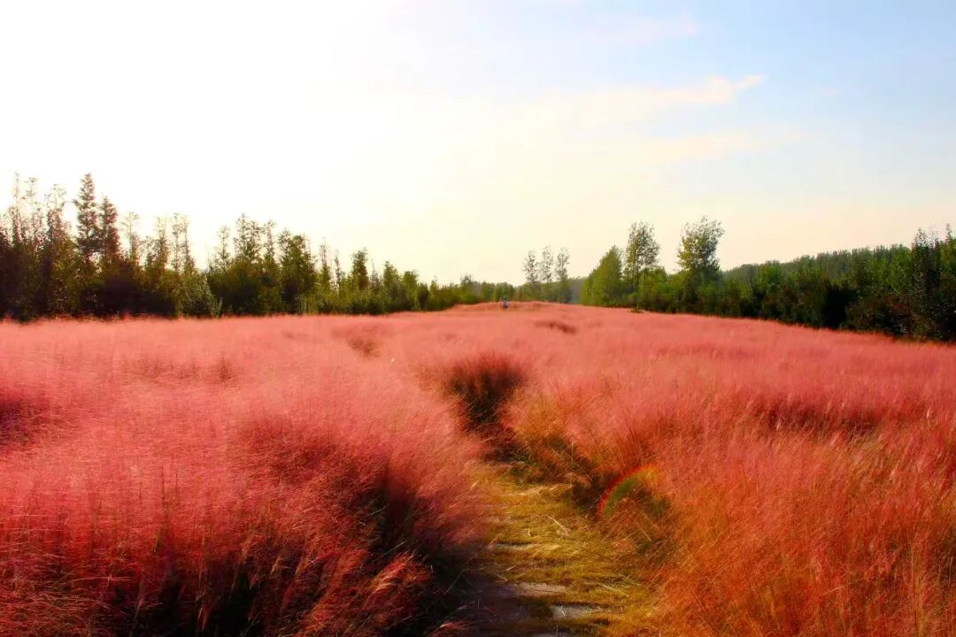 河南，被圈“粉”了！