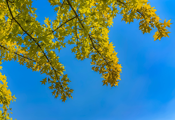 縣區(qū)動(dòng)態(tài) | 秋日晴光好 斑斕入畫來(lái)