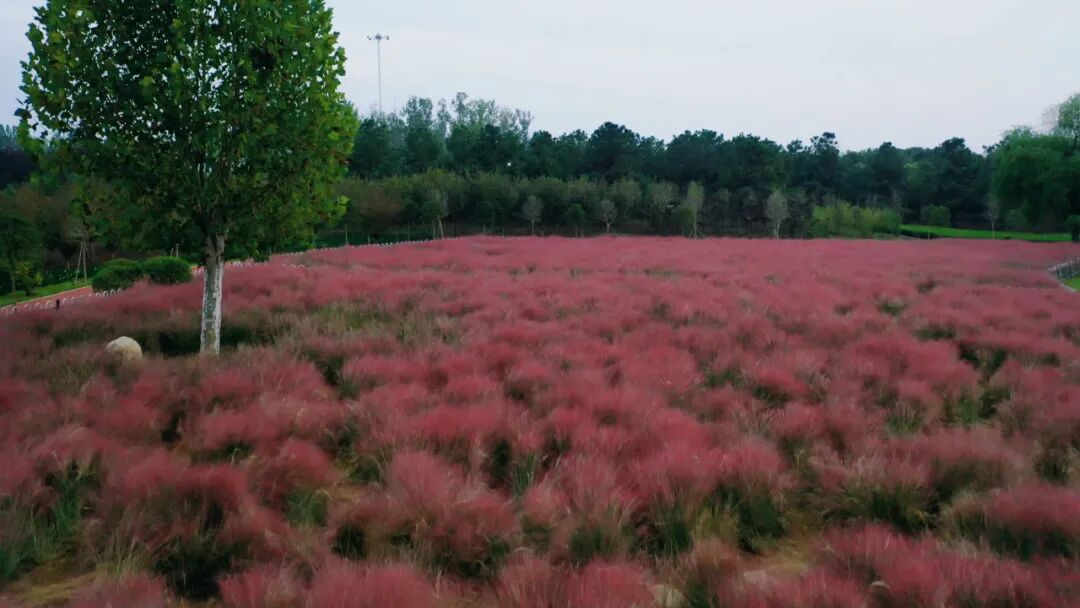 縣區(qū)動態(tài) | 泌陽漢風公園，粉黛花開正當時