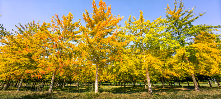 縣區(qū)動(dòng)態(tài) | 秋日晴光好 斑斕入畫來(lái)