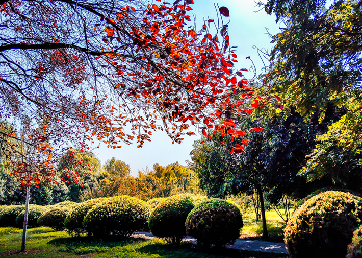 縣區(qū)動(dòng)態(tài) | 秋日晴光好 斑斕入畫來(lái)