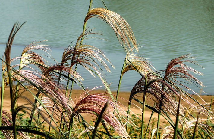 縣區(qū)動(dòng)態(tài) | 秋日晴光好 斑斕入畫來(lái)