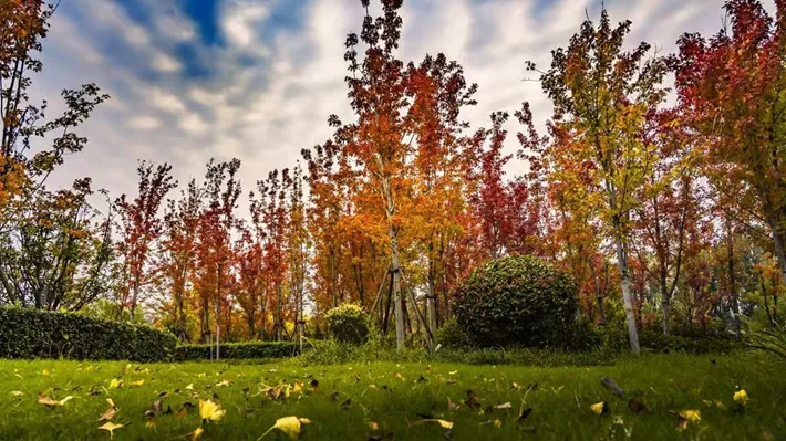 縣區(qū)動態(tài) | 湖漾斑斕色 草木織彩秋
