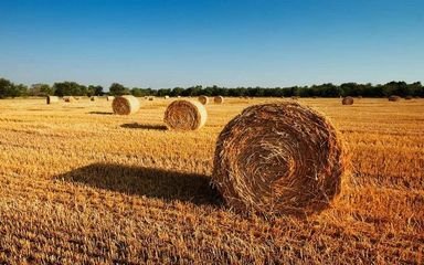 離田秸稈的出路在哪