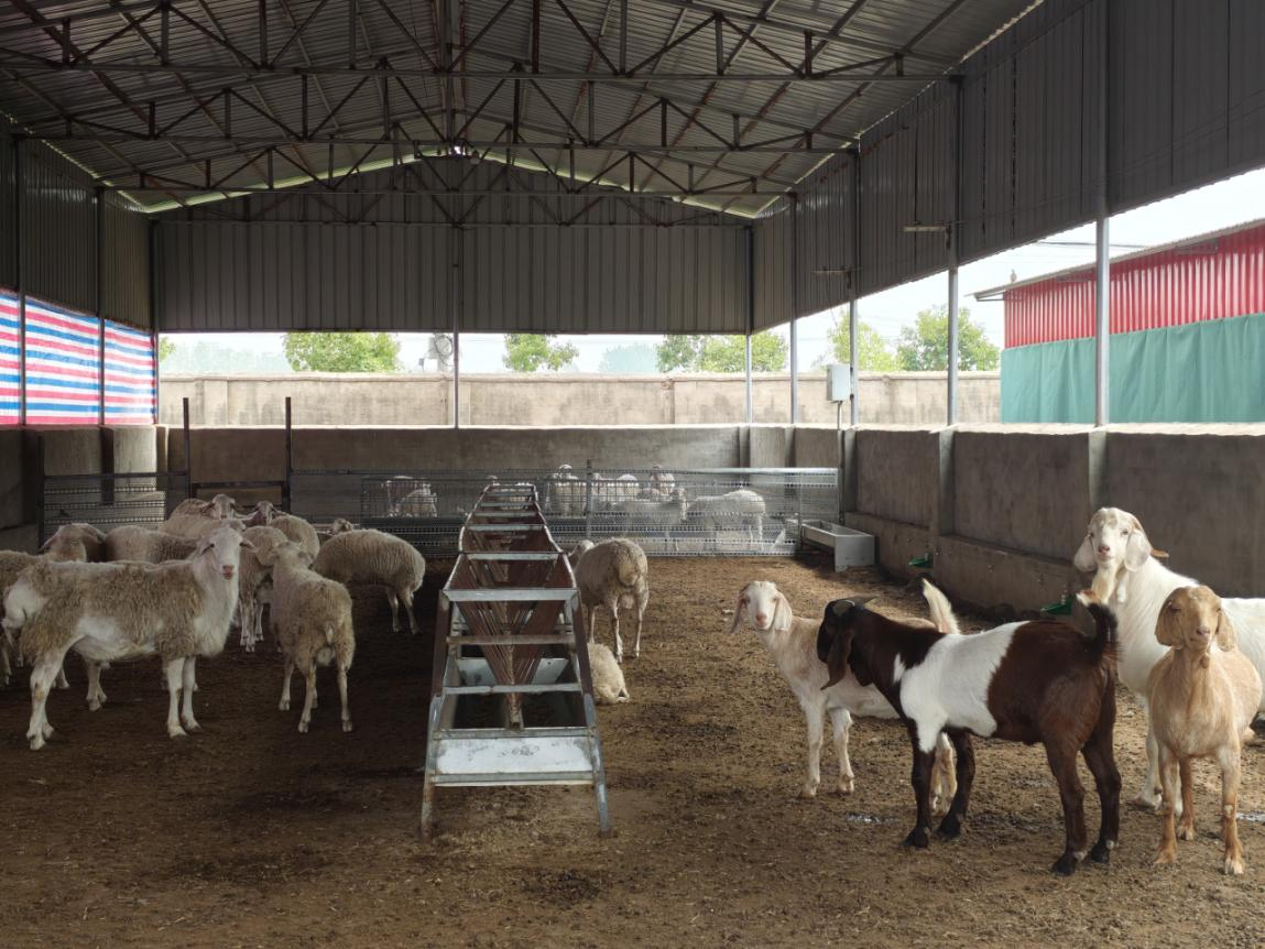 駐馬店市動物疫病防疫檢疫中心發(fā)布11月份動物疫病預(yù)警預(yù)報