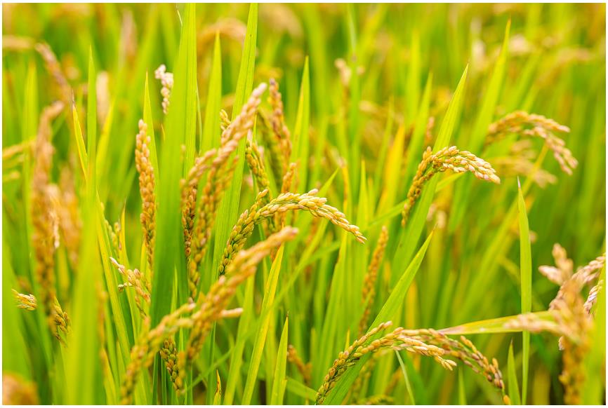 降雨增多，河南要擴大水稻種植嗎？∣豫觀察·河南的“南”題②