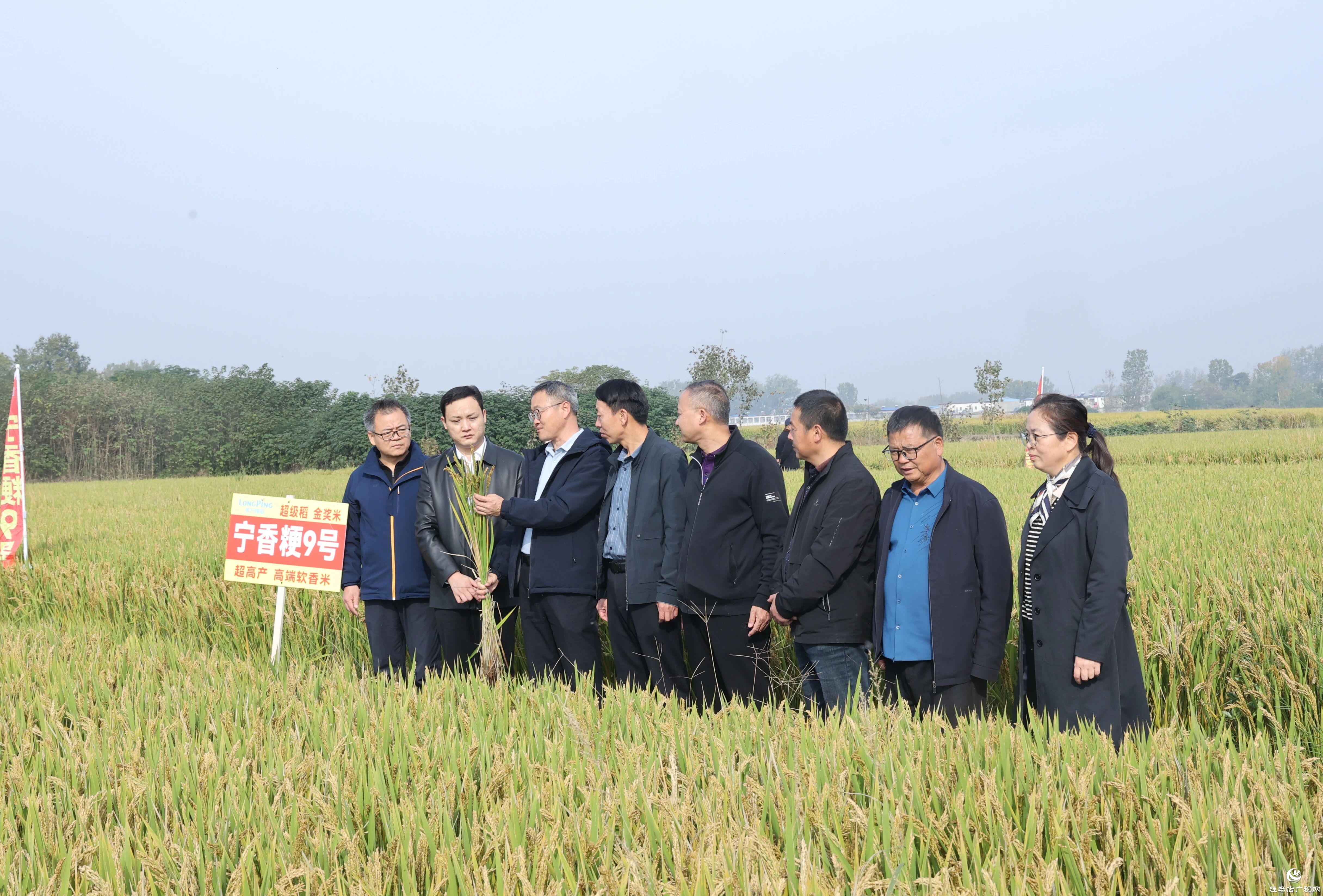 河南省優(yōu)質(zhì)食味粳稻觀摩會在正陽縣舉行