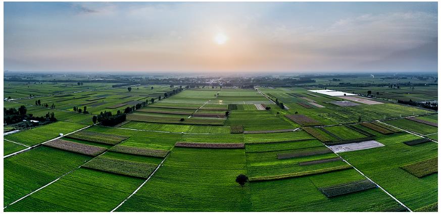 降雨增多，河南要擴大水稻種植嗎？∣豫觀察·河南的“南”題②