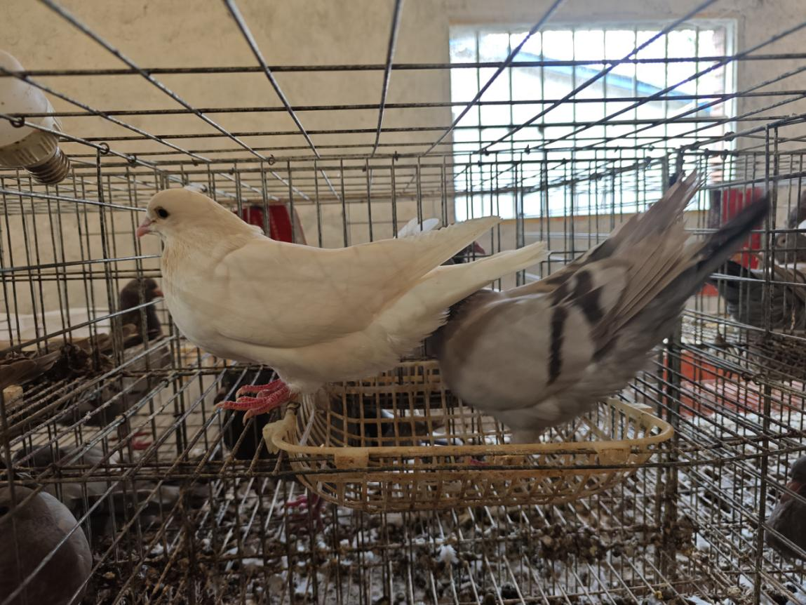 駐馬店市動物疫病防疫檢疫中心發(fā)布11月份動物疫病預(yù)警預(yù)報