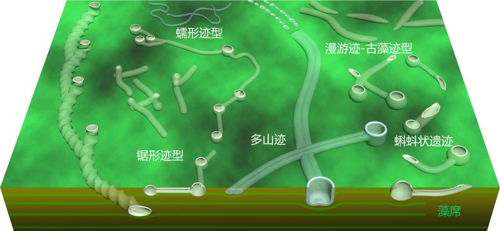 我國科學(xué)家發(fā)現(xiàn)最古老的動物“地下公寓”