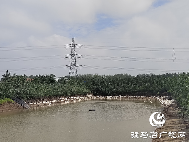 新蔡縣余店鎮(zhèn):特色種養(yǎng)“結(jié)碩果” 鄉(xiāng)村振興“加速跑”