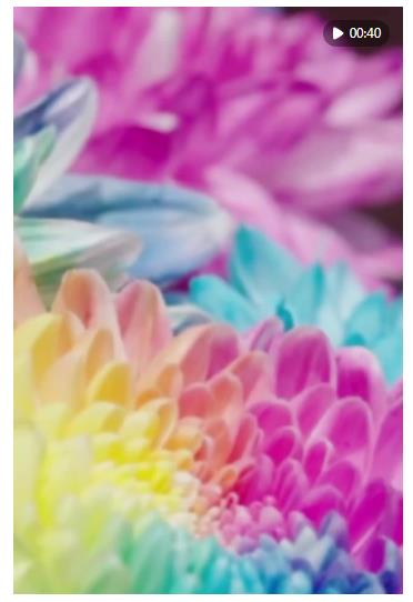 60飛閱中國 | 河南開封：一城菊香，滿目宋韻