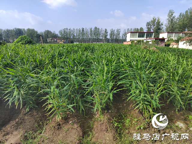 新蔡縣余店鎮(zhèn):特色種養(yǎng)“結(jié)碩果” 鄉(xiāng)村振興“加速跑”