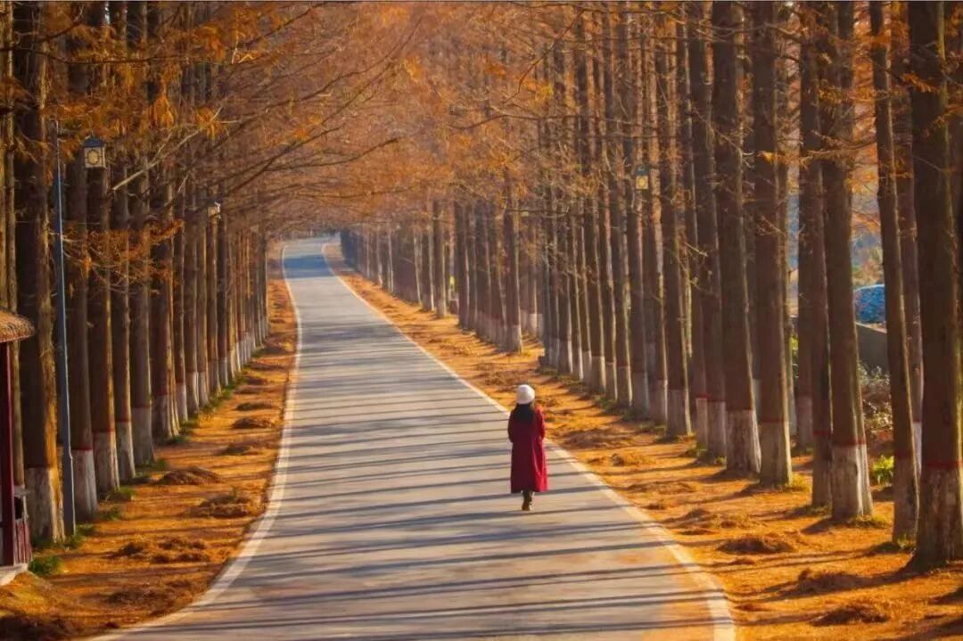 駐馬店秋日漫步指南：抓住秋天的尾巴，在這幾個地方邂逅最美時光
