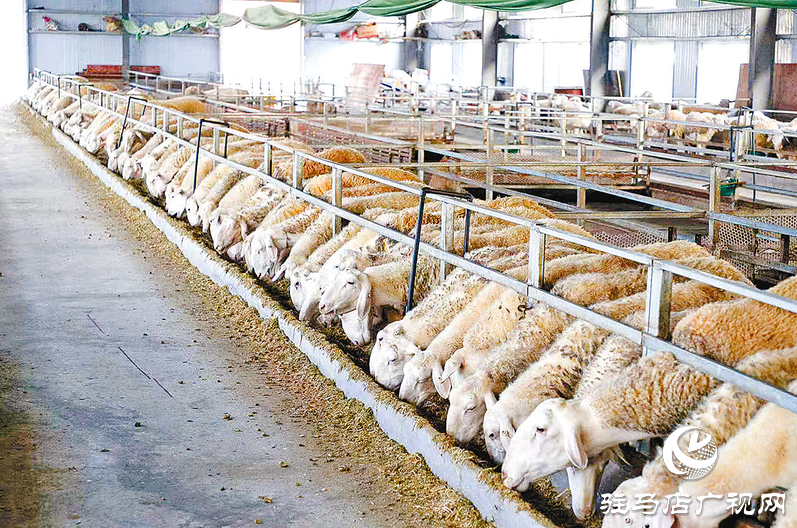 正陽(yáng)縣寒凍鎮(zhèn)：串起綠色“生態(tài)鏈”繪出多元“共富圖”