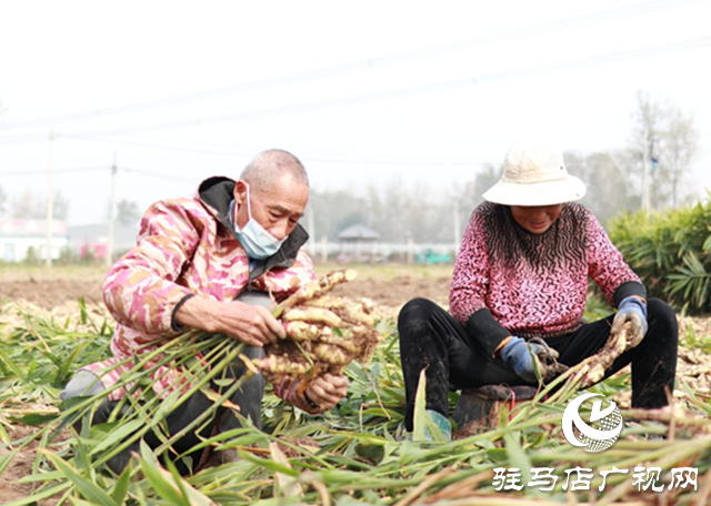 驛城區(qū)水屯鎮(zhèn):小生姜“撬動(dòng)”大產(chǎn)業(yè)