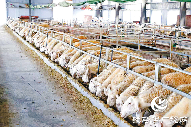 正陽縣寒凍鎮(zhèn):串起綠色“生態(tài)鏈” 繪出多元“共富圖”