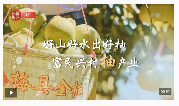 習(xí)近平廣東行丨富民興村“柚”產(chǎn)業(yè)——走進(jìn)南福金柚種植基地