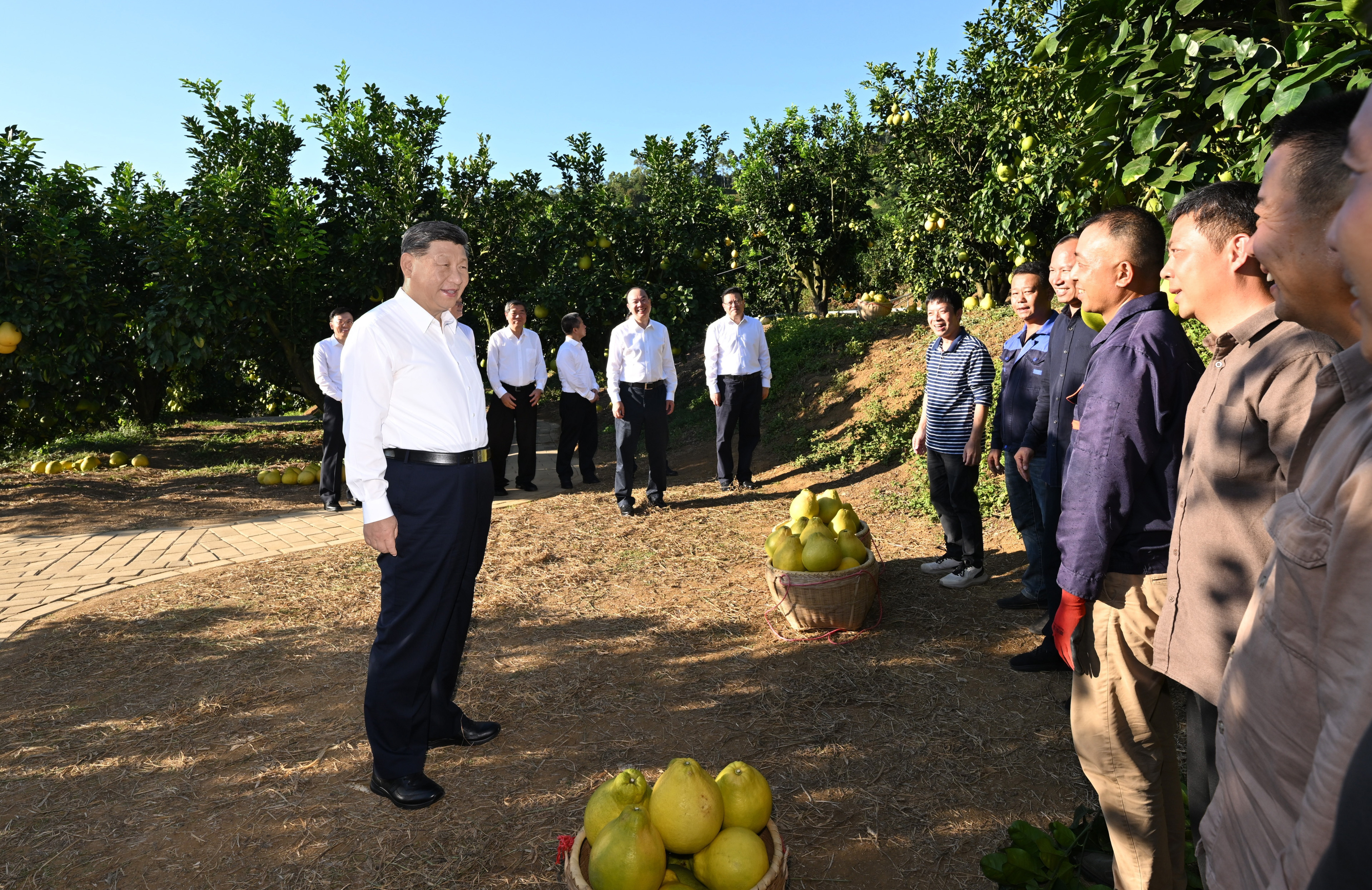 第一觀察·瞬間 | 黃澄澄的柚子，沉甸甸的牽掛