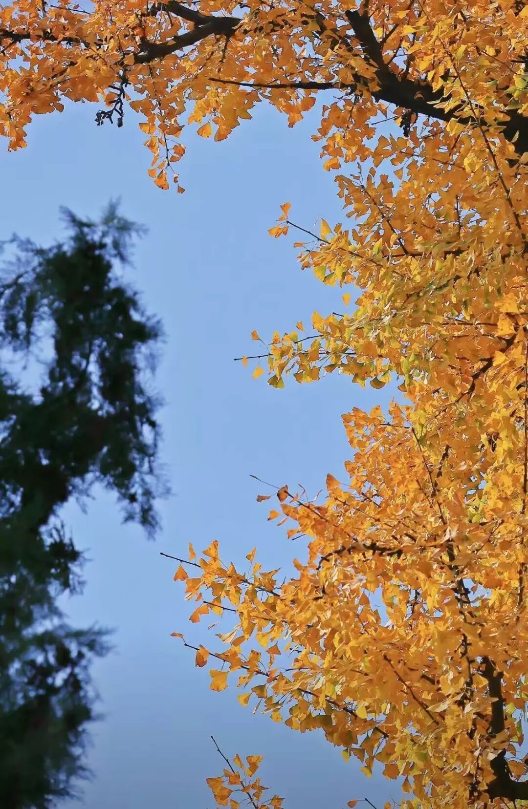 重磅！駐馬店秋日美景強(qiáng)勢上榜微博旅游推薦，這份賞秋指南請收好！
