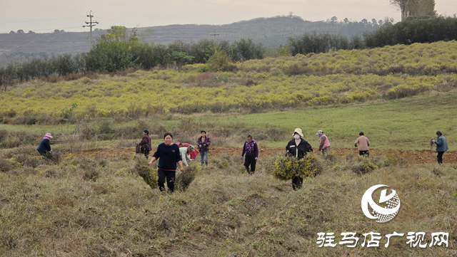 菊香溢鄉(xiāng)野！確山縣瓦崗鎮(zhèn)葉老莊野菊迎來采收旺季