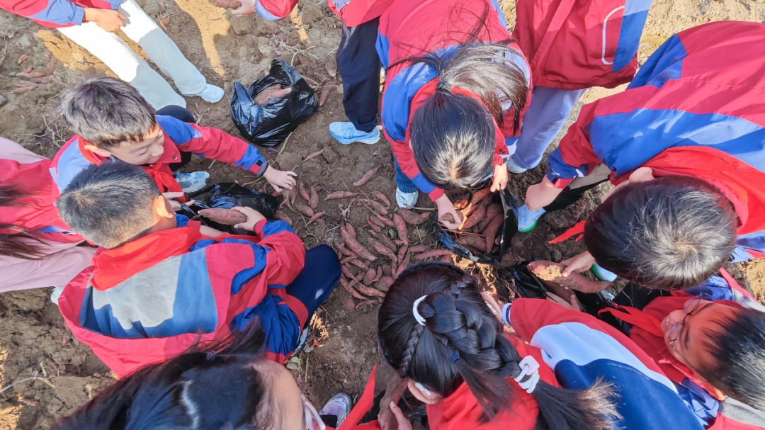 駐馬店實(shí)驗(yàn)小學(xué):田間挖薯趣無(wú)窮 勞動(dòng)實(shí)踐樂(lè)融融