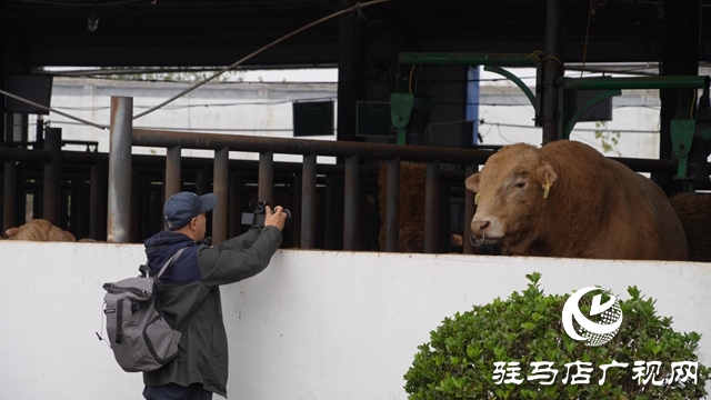 新華社河南分社到泌陽縣調(diào)研采訪夏南牛、食用菌和電子信息三大重點(diǎn)產(chǎn)業(yè)