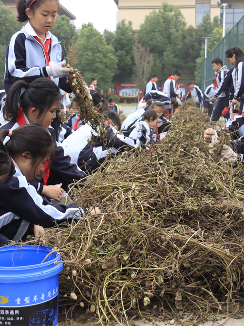 駐馬店第二實(shí)驗(yàn)小學(xué)開展“落花生?悟成長(zhǎng)”秋日豐收實(shí)踐活動(dòng)