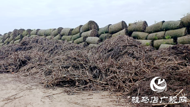 確山縣留莊鎮(zhèn)：秸稈“廢”變“寶” 走出生態(tài)增收雙贏路