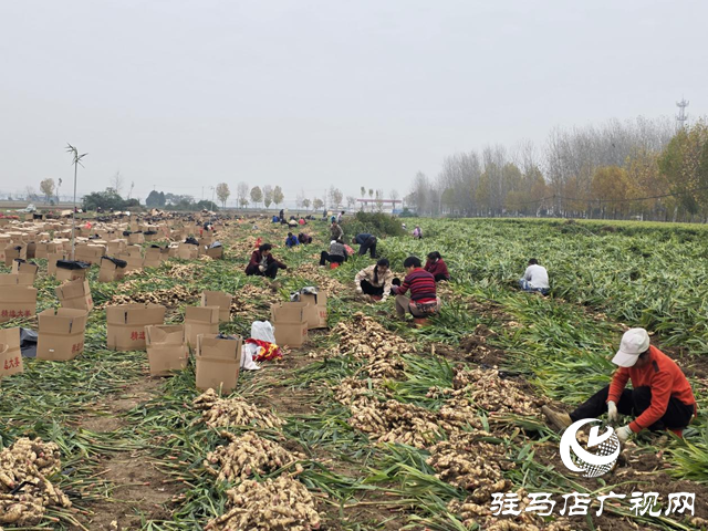 平輿樂(lè)耕農(nóng)業(yè):全力搶收保歸倉(cāng) 智能冷庫(kù)解農(nóng)憂