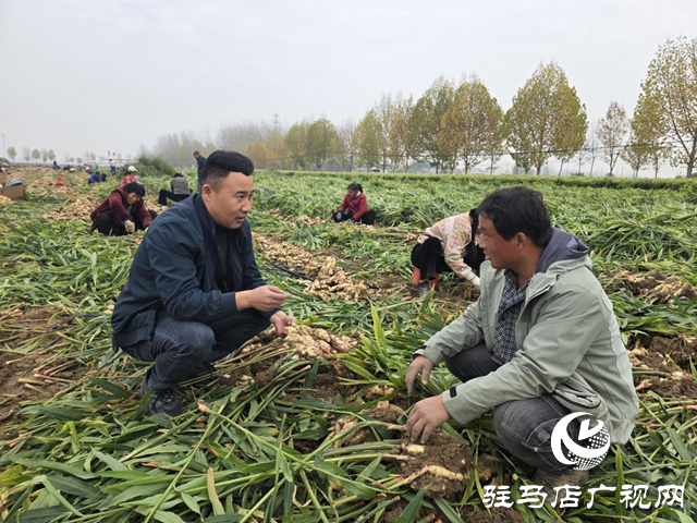 平輿樂(lè)耕農(nóng)業(yè):全力搶收保歸倉(cāng) 智能冷庫(kù)解農(nóng)憂