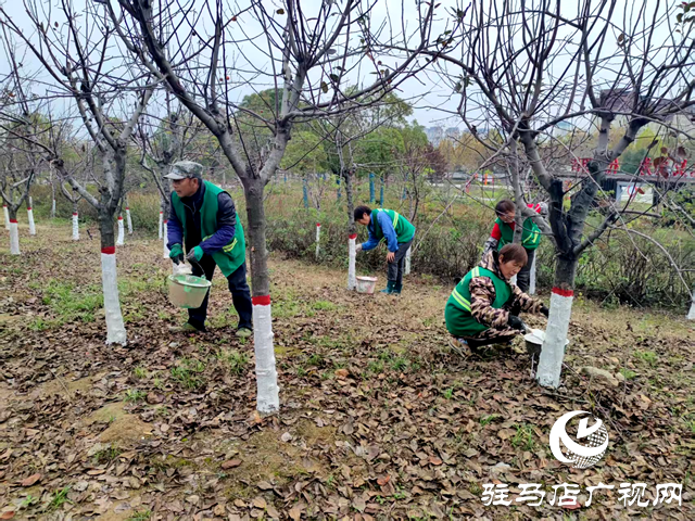 確山:冬日樹(shù)木“穿白甲” 防寒護(hù)綠保安全