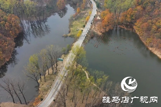 【大美天中】湖畔添新景！泌陽銅山湖30畝池杉林成生態(tài)打卡地