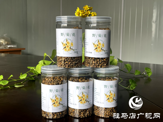 石滾河鎮(zhèn):山野藏金英 一朵野菊富一方