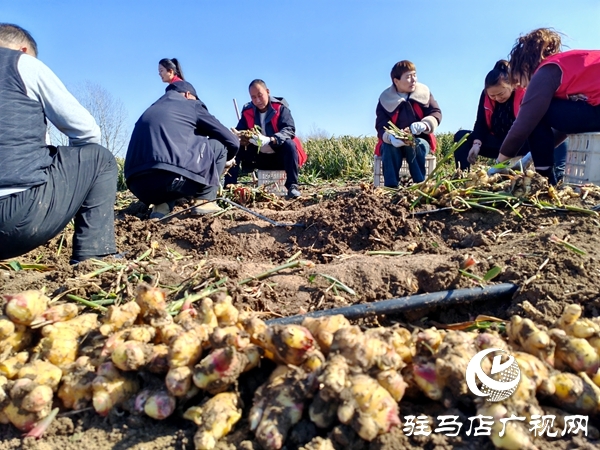 供聚農(nóng)心 銷連萬家 駐馬店新時尚火龍果超市聯(lián)合平輿新時尚超市愛心助農(nóng)解滯銷難題