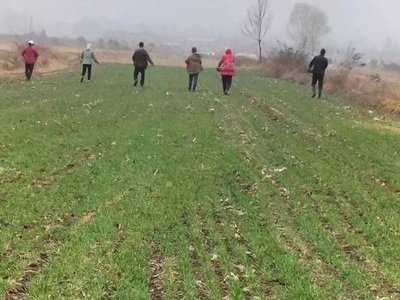 全國(guó)冬小麥播種過(guò)九成 其中黃淮海近九成半