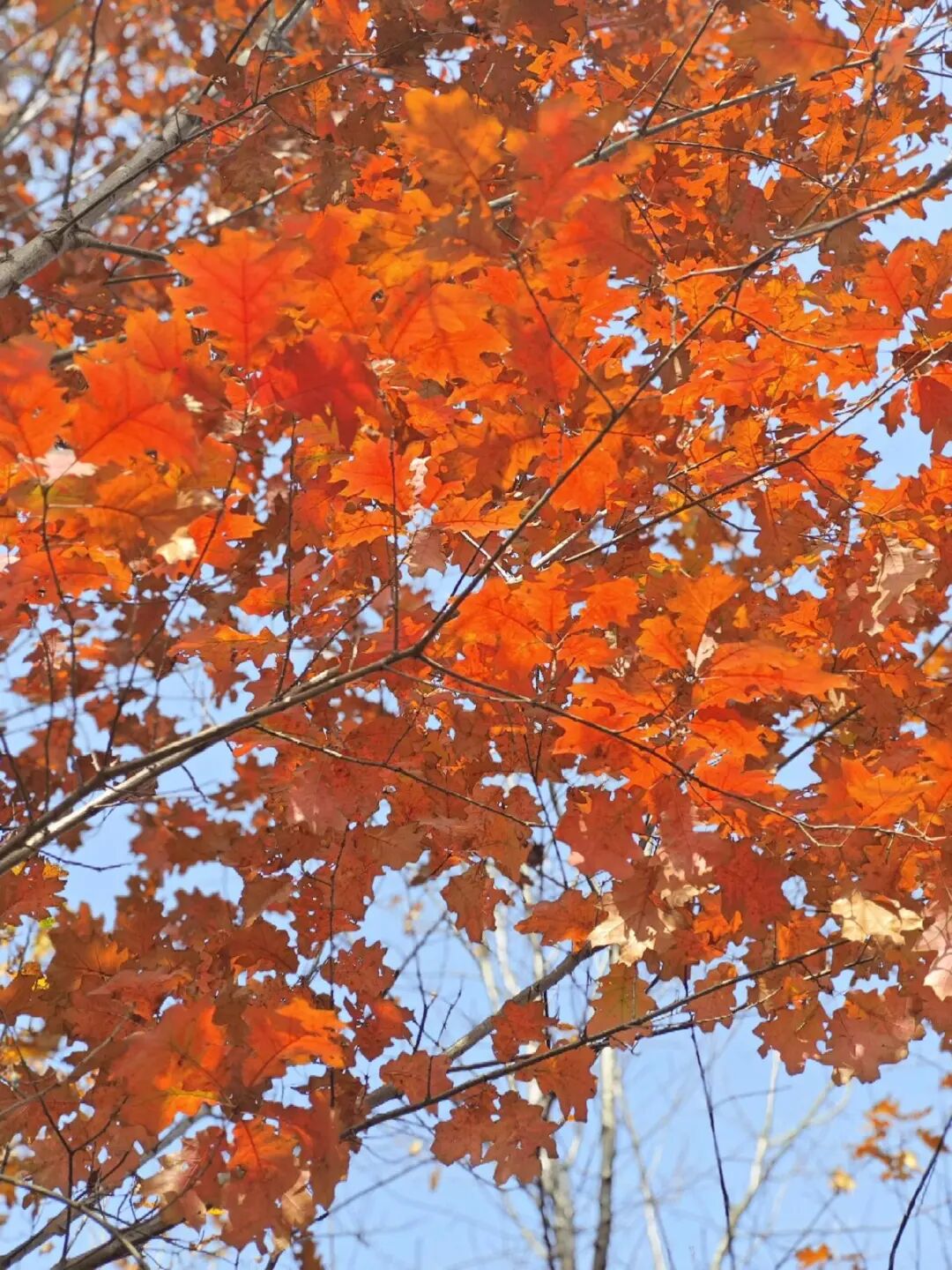 逃離城市計劃啟動→板橋響沖！