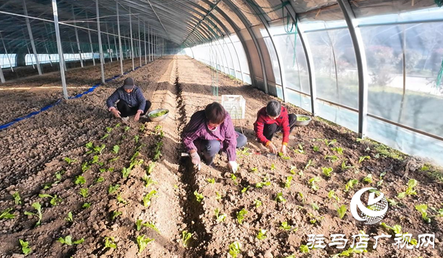 正陽縣熊寨鎮(zhèn)王樓村：“訂單農(nóng)業(yè)”穩(wěn)產(chǎn)保供 激活鄉(xiāng)村振興新動能