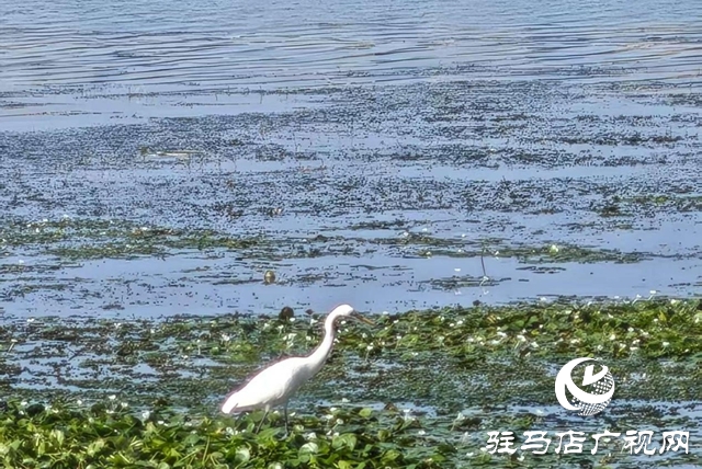 駐馬店人民公園：生態(tài)與文化雙提升 煥新城市“會客廳”