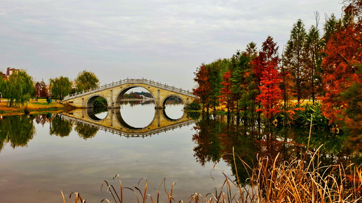 縣區(qū)動(dòng)態(tài)|水杉披“紅裝” 晴光暖玉湖