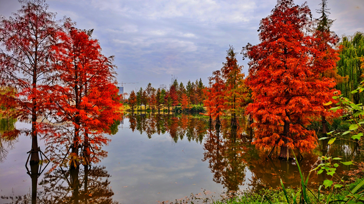 縣區(qū)動(dòng)態(tài)|水杉披“紅裝” 晴光暖玉湖
